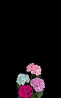 Beautiful colorful floral abstract with copy space background. Colorful flowers on copy space frame. photo