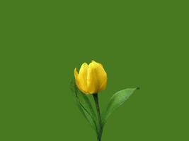 Beautiful spring lilies with copy space background. Lilies on copy space frame. photo
