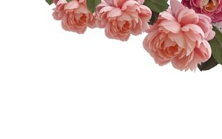 Abstract beautiful blooming pink rose flower with copy space background. Pink rose flower on copy space frame. photo