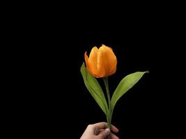 Beautiful spring lilies with copy space background. Lilies on copy space frame. photo
