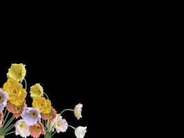 Beautiful colorful floral abstract with copy space background. Colorful flowers on copy space frame. photo