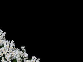 Abstract beautiful white flowers with copy space background. White flowers on copy space frame. photo