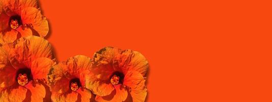 Flower banner background on autumn holiday. Colorful pumpkins, autumn leaves and flowers, decoration on copy space background. photo