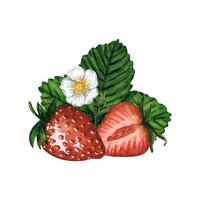 Ripe and juicy strawberries with green leaves and a flower isolated on white background, hand drawn watercolor illustration. Ideal for background, pattern, postcard, greeting, logo, menu. vector