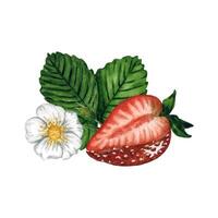 Fresh and juicy strawberry half with leaves and flower isolated on white background, hand drawn watercolor illustration. Ideal for background, pattern, postcard, greeting, logo, menu vector