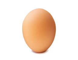 Front view of single brown chicken egg standing isolated with clipping path and shadow in file format png