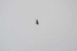 Rove beetle crawling along the white wall inside the house. photo