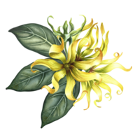 Kananga is fragrant. Ylang-ylang flowers. A bouquet of exotic fragrant yellow flowers with leaves. A hand-drawn watercolor illustration. A design element on an isolated background. png
