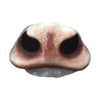 The nose of a cow. A hand-drawn watercolor illustration. Isolate. For the design of dairy and farm products. For banners, flyers, labels and packaging. png