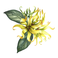 Kananga is fragrant. Ylang-ylang flowers. A bouquet of exotic fragrant yellow flowers with leaves. A hand-drawn watercolor illustration. A design element on an isolated background. png