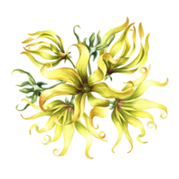 Kananga is fragrant. Ylang-ylang flowers. A bouquet of exotic fragrant yellow flowers. A hand-drawn watercolor illustration. A design element on an isolated background. png