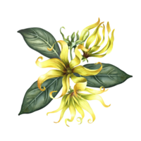 Kananga is fragrant. Ylang-ylang flowers. A bouquet of exotic fragrant yellow flowers with leaves. A hand-drawn watercolor illustration. A design element on an isolated background. png