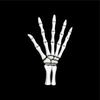 Skeleton hand gesture, isolated open palm vector