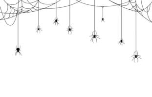 Spiders on cobweb, spiderweb for Halloween holiday vector