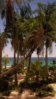 Palm Trees and Ocean at Beach video