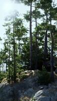 Sunlight Filtering Through Trees on Rocky Hillside video