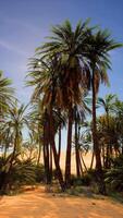 Group of Palm Trees on Sandy Beach video