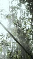 Bamboo Tree Standing in Forest, vertical video