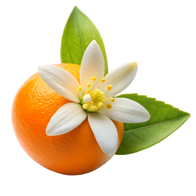Orange Blossom PNGs for Free Download