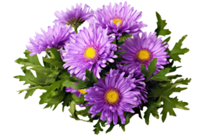 Purple aster flowers in a floral arrangement isolated on white or transparent background, png