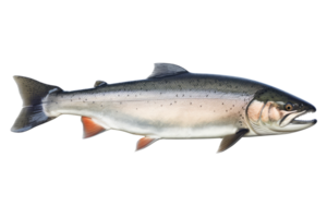 Salmon fish isolated on transparent background cutout. png