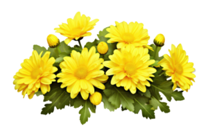 Yellow chrysanthemum flowers in a floral arrangement isolated on white or transparent background, png