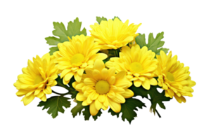 Yellow chrysanthemum flowers in a floral arrangement isolated on white or transparent background, png