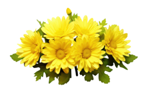 Yellow chrysanthemum flowers in a floral arrangement isolated on white or transparent background, png