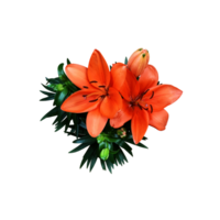 Lily bright orange flower head isolated cutout object side view, houseplant in pot floral bouquet, clipping path soft focus png