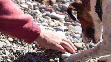 Cute senior Fox Terrier puppy fetching a stick on the beach. Handsome man and his dog playing fetch at the beach on sunset. Slow motion video