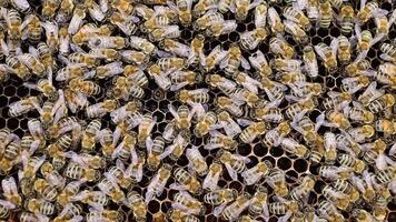 Lots of bees. Bees insects on the frame of the hive. video
