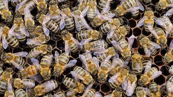 Lots of bees. Bees insects on the frame of the hive. video