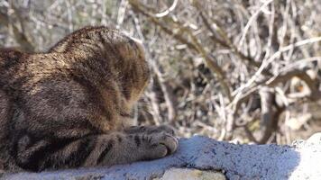 close-up shot of a beautiful gray striped cat basking in the sun while lying on the stairs in the park, waking up and yawning. video