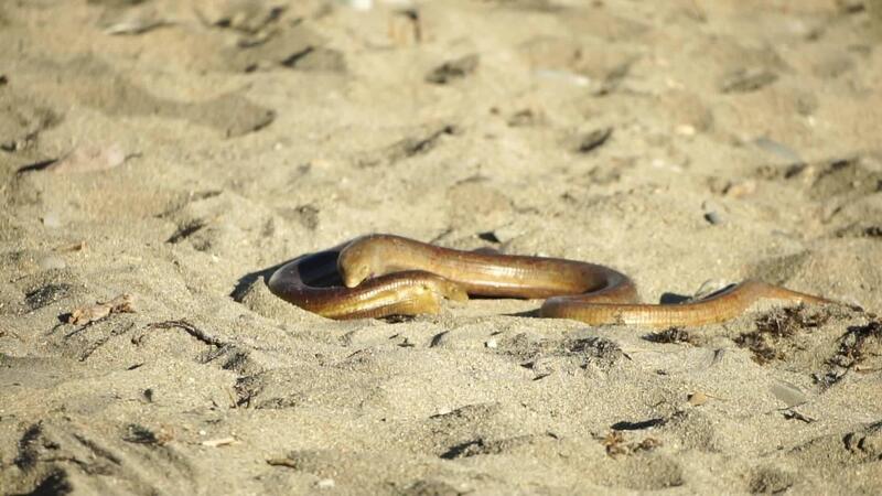 two big snakes on the sand, coiling and biting in a fight. Pseudopus ...