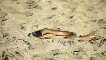 two big snakes on the sand, coiling and biting in a fight. Pseudopus apodus reptilian combat. video