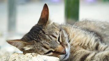 A cute happy grey tabby kitten lies and rests on the floor of the park in the rays of sunlight, looks at the camera, wiggles its ears and enjoys the morning sun. video
