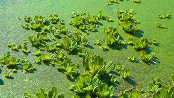 Floating aquatic plants Pistia stratiotes among duckweed and Wolffia in a stagnant pond video