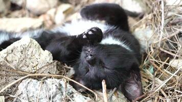 A cute happy black tabby kitten lies and rests on the floor of the park in the rays of sunlight, looks at the camera, wiggles its ears and enjoys the morning sun. video