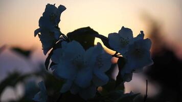 Blooming Spring Apple flower Sunlight from rays shines at sunset through leaves branches flowers petals of blooming apple tree in spring. Warmth and comfort on a calm evening video