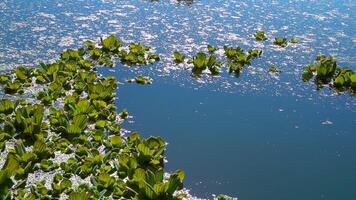 Floating aquatic plants Pistia stratiotes among duckweed and Wolffia in a stagnant pond video