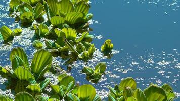 Floating aquatic plants Pistia stratiotes among duckweed and Wolffia in a stagnant pond video