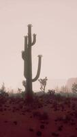 Sunset view of the Arizona desert with Saguaro cacti and mountains video