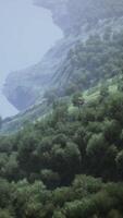 landscape with a mixed forest in spring video