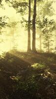 Glowing fog in the forest in the evening video
