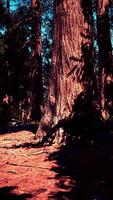 Giant Sequoia Trees at summertime in Sequoia National Park video