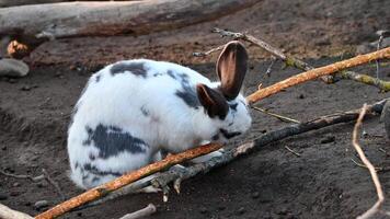 rabbit nibbling on a stick video