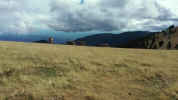 Aerial view of a herd of cows in freedom in the mountains of Rasos Peguera. video
