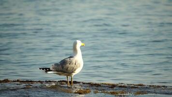 Slow motion close-up shot of a seagull on the rock against calm sea. Bird looking around and cleans its feathers, waiting for a prey and flies to catch a fish. No people. Slow motion video