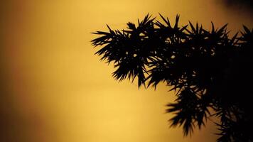 Close-up pan of needles on juniper branches with low sun in background overs calm sea Juniperus sp, video