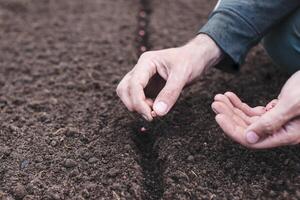 Hand planting seed in the vegetable garden. Spring sowing of seeds. photo
